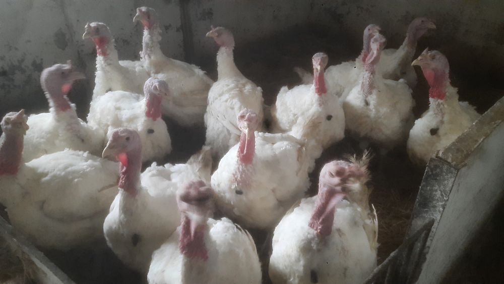 Indyki tuszki naturalne