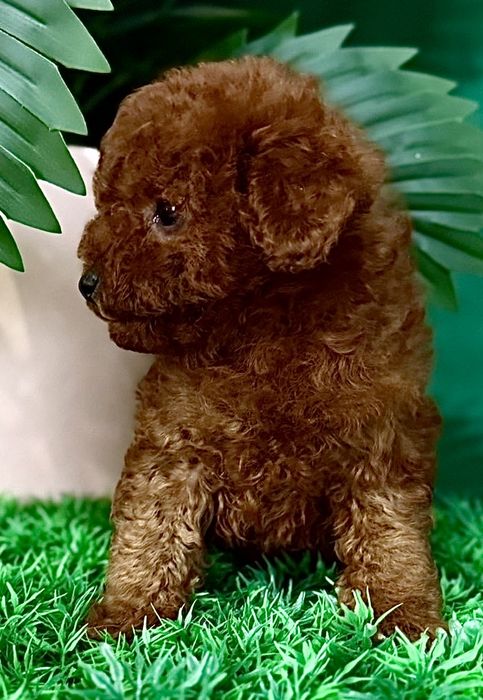 Мальчишка той пулель