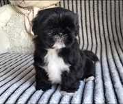 Shih Tzu sliczna suczka