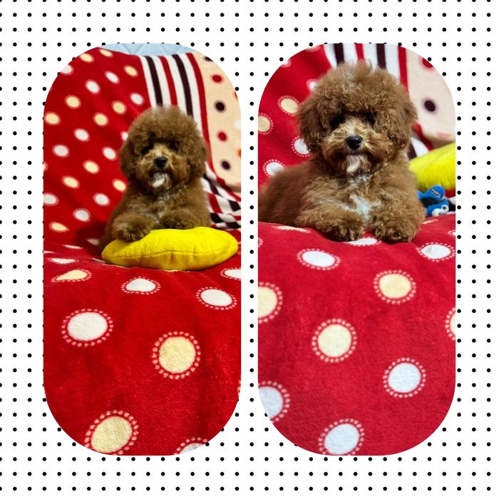 Красень хлопчик мальтіпу