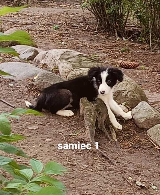 Border collie samiec