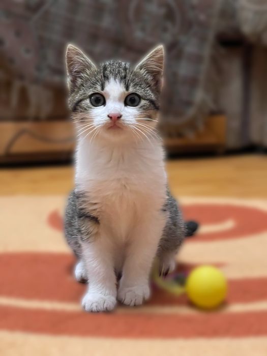 Котеня (дівчинка)