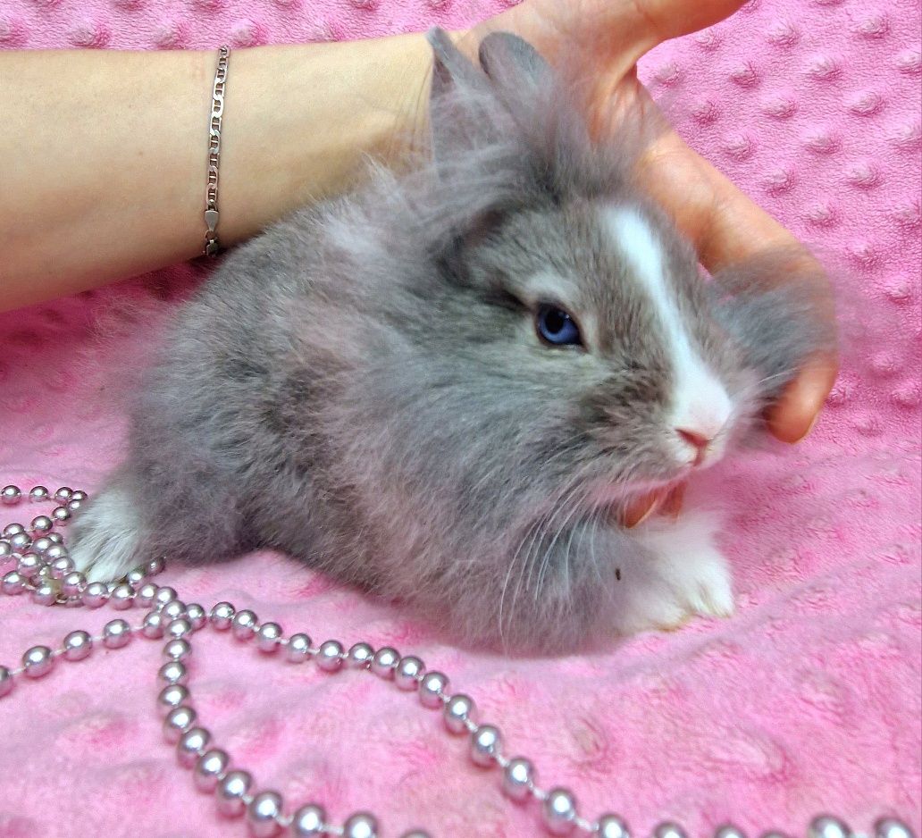 Карликовый мини кролик,порода "Львиная голова",девочка