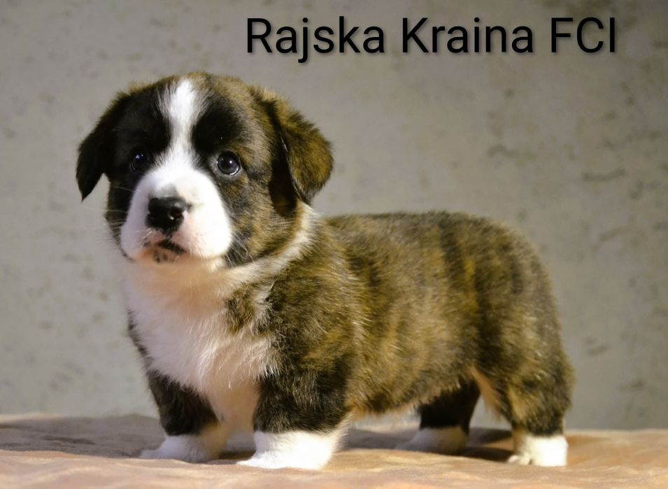 Welsh Corgi Cardigan - plany hodowlane zima 2025