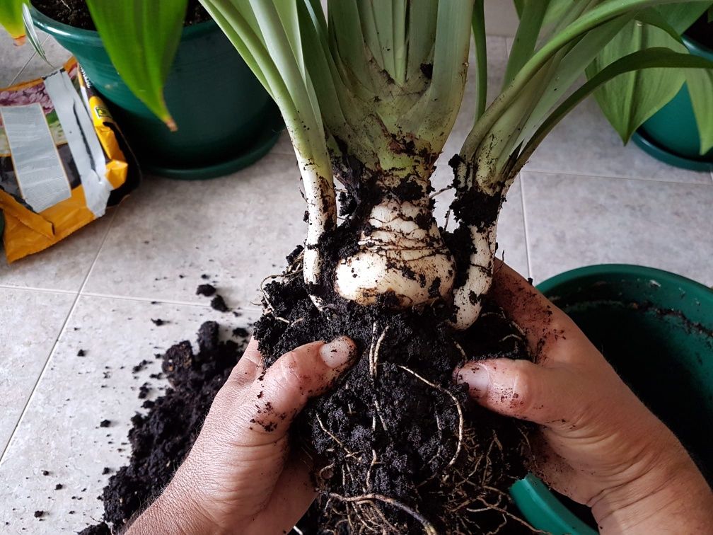 Lírio aranha - Hymenocallis caribaea