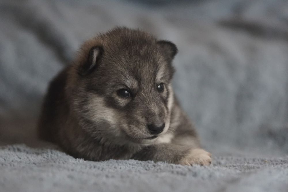 Suczka Siberian Husky FCI