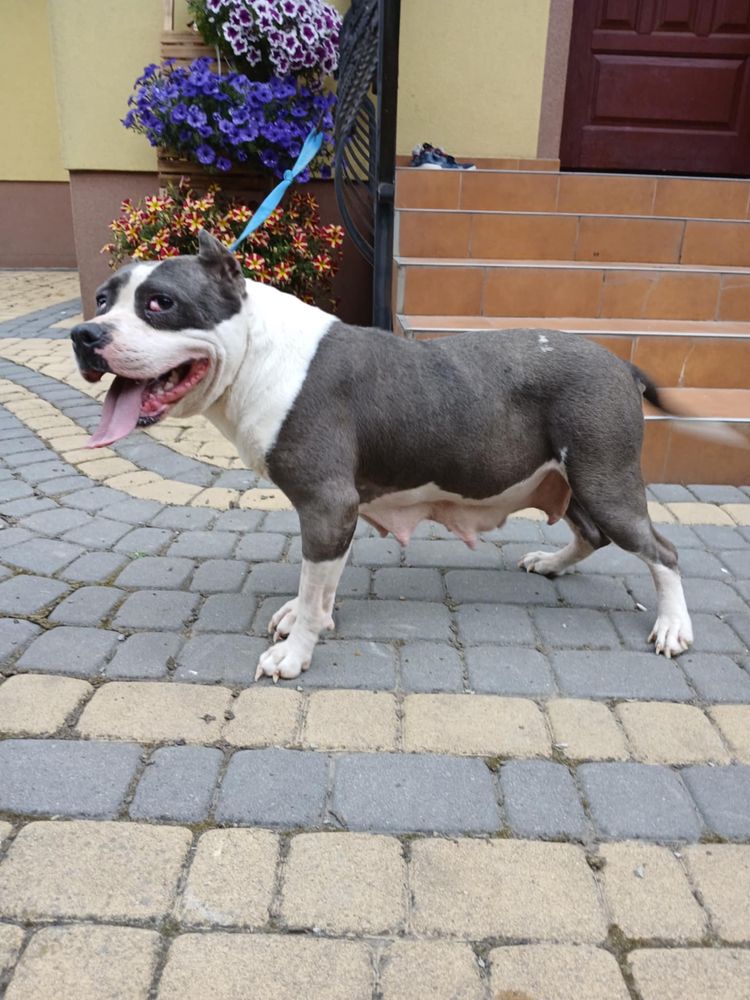 Pitbull suczka pitbull