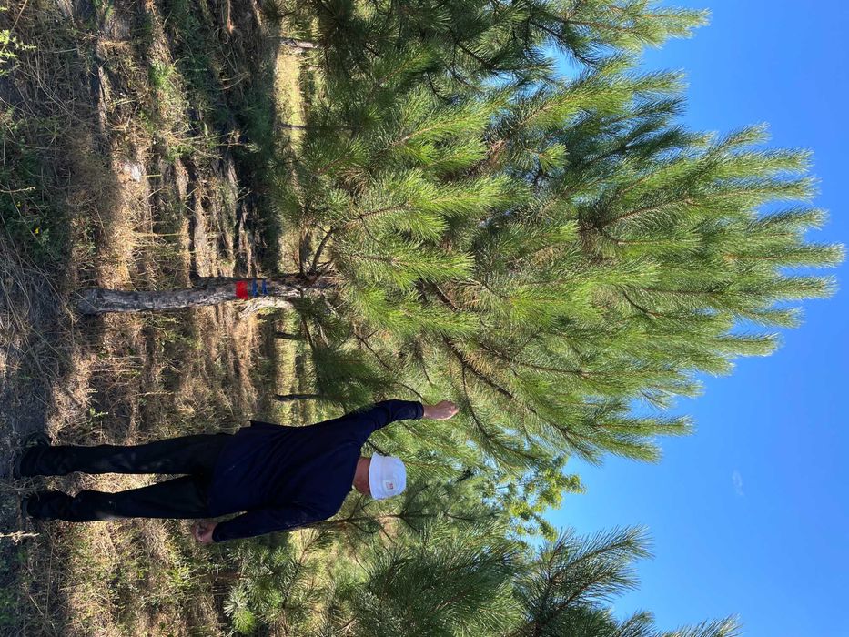 Сосна крымская с комом (4-5 метров)