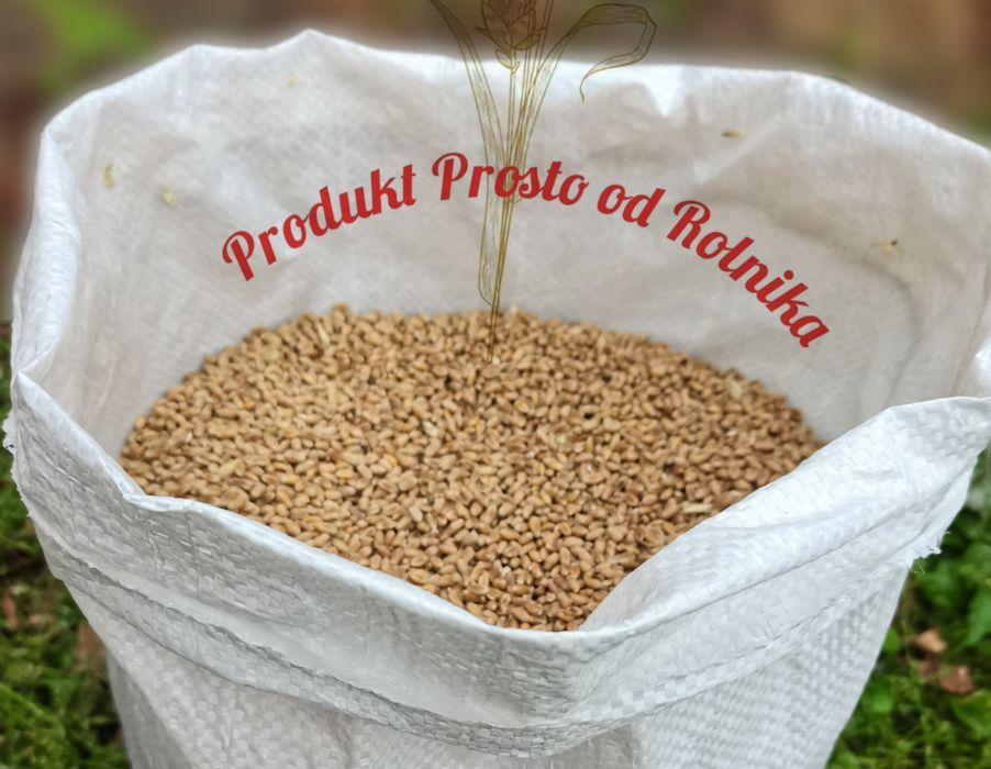 Pszenica Pakowana w worki 25 kg Wysyłka natychmiast Inpost