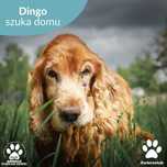 Dingo w typie Cocker Spaniela szuka domu