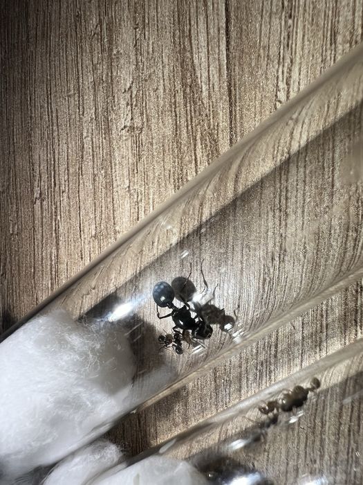 Мураха жнець messor structor