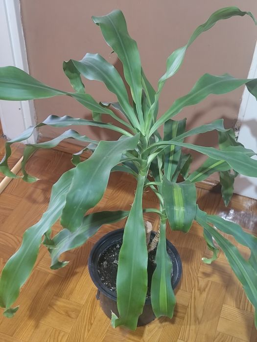 JUKA roślina domowa