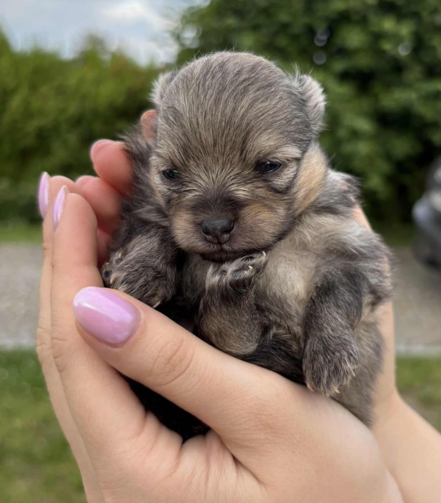 Szpic miniaturowy / pomeranian