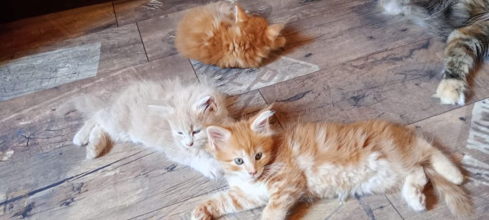 Ostatni kocurek rudy kocur maine coon z rodowodem duży kot