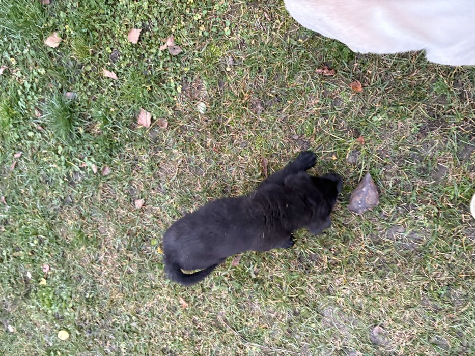 Oddam szczeniaka w typie labradora – ZA DARMO