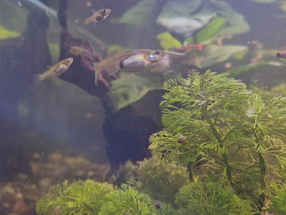 Guppys e plantas aquáticas