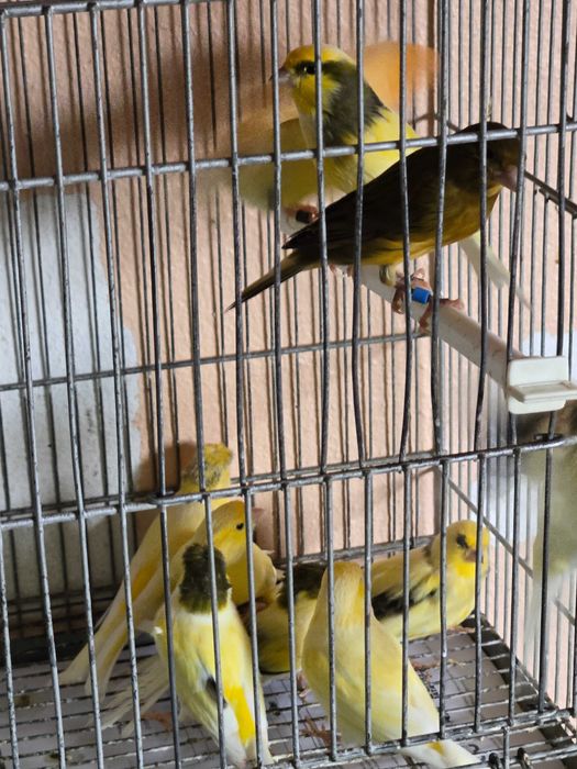 Canarios machos e femeas