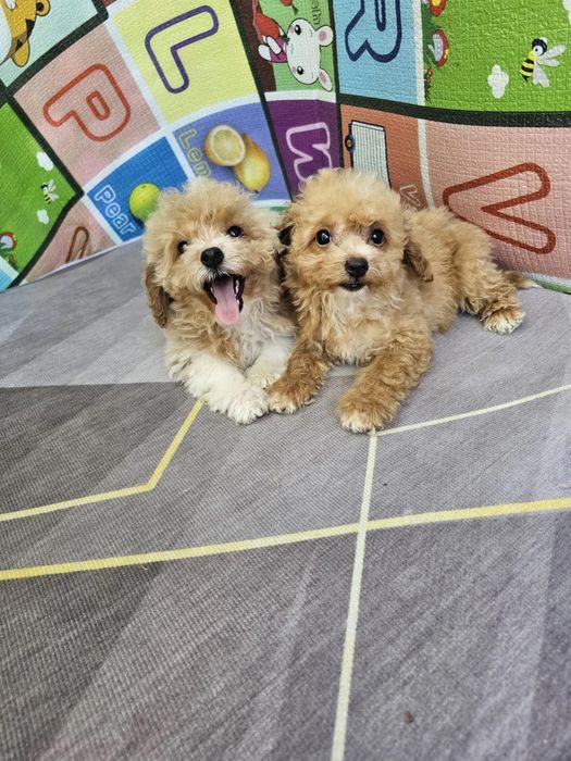 Плюшеві карамельки Мальтипу міні, повністю готова до переїзду