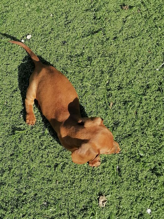 Teckel miniatura castanha