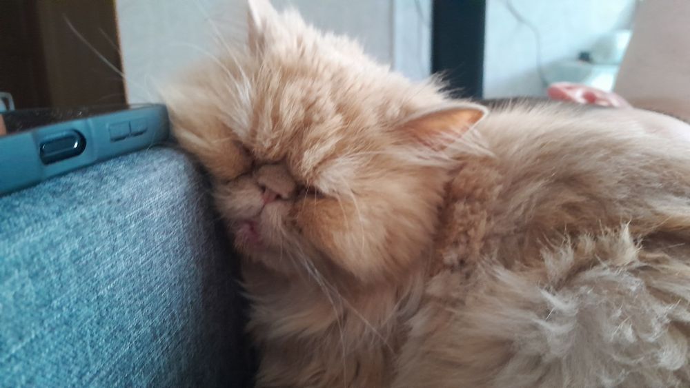 Отдам котиков в хорошие руки