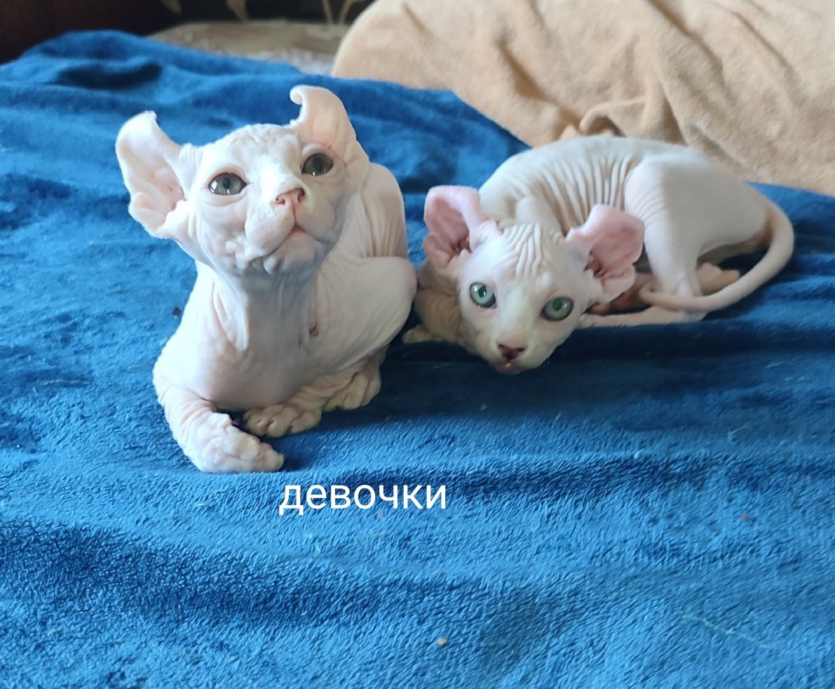 Котята сфинкс эльф