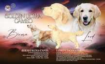 Golden Retriver FCI