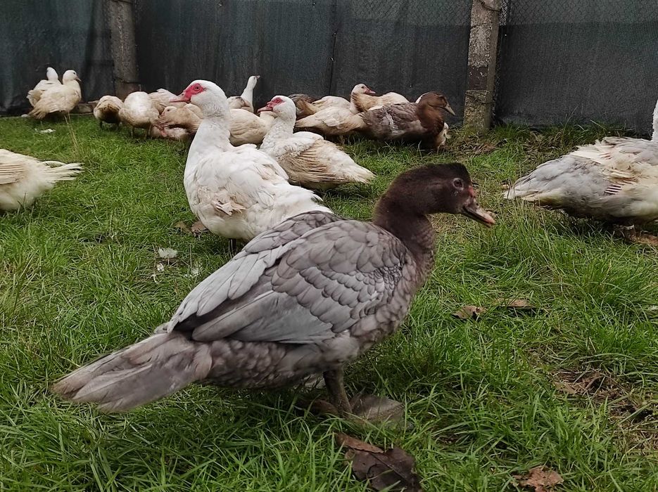 Мускусні качки важка лінія німецька селекція, молодняк та дорослі
