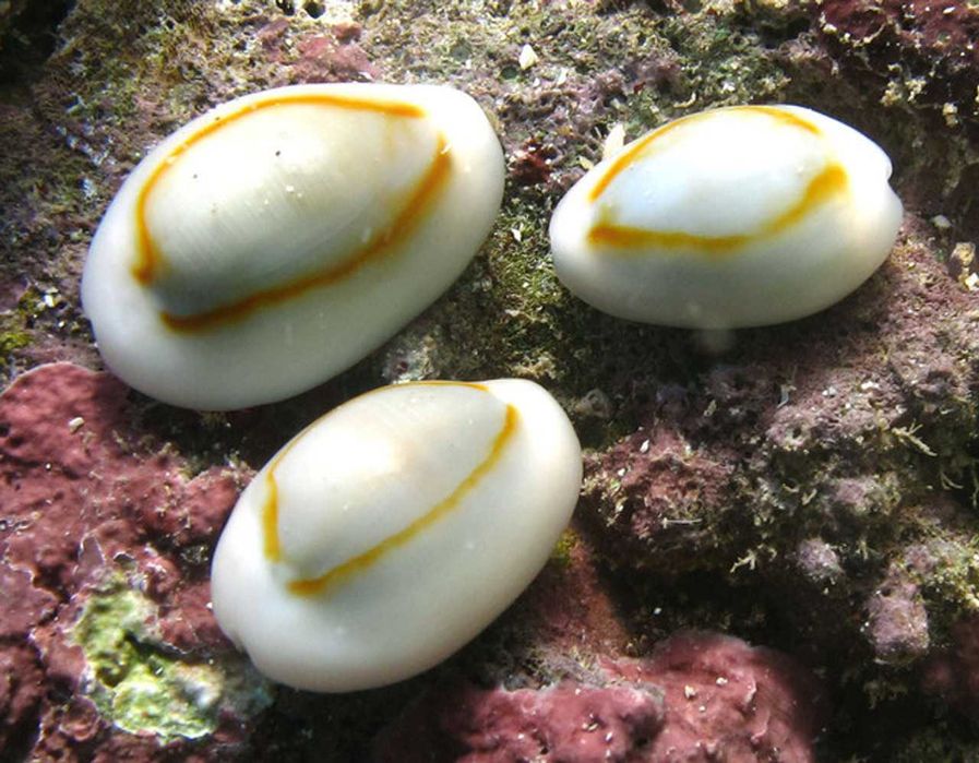 Akwarium morskie - Cypraea annulus