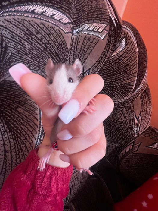 Пацюк, в добрі руки