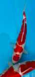Japońskie Karpie Koi, odmiany Hi Utsuri, Showa, Kohaku, 30-35 cm