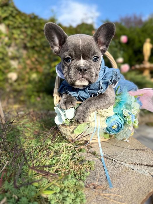 Дівчинка французький бульдог