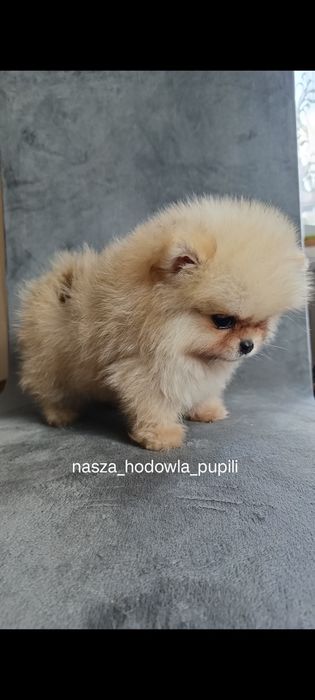 Suczka Szpic miniaturowy pomeranian MIŚ