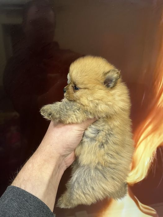 Померанский шпиц мишка