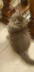 Maine coon exelente exemplar