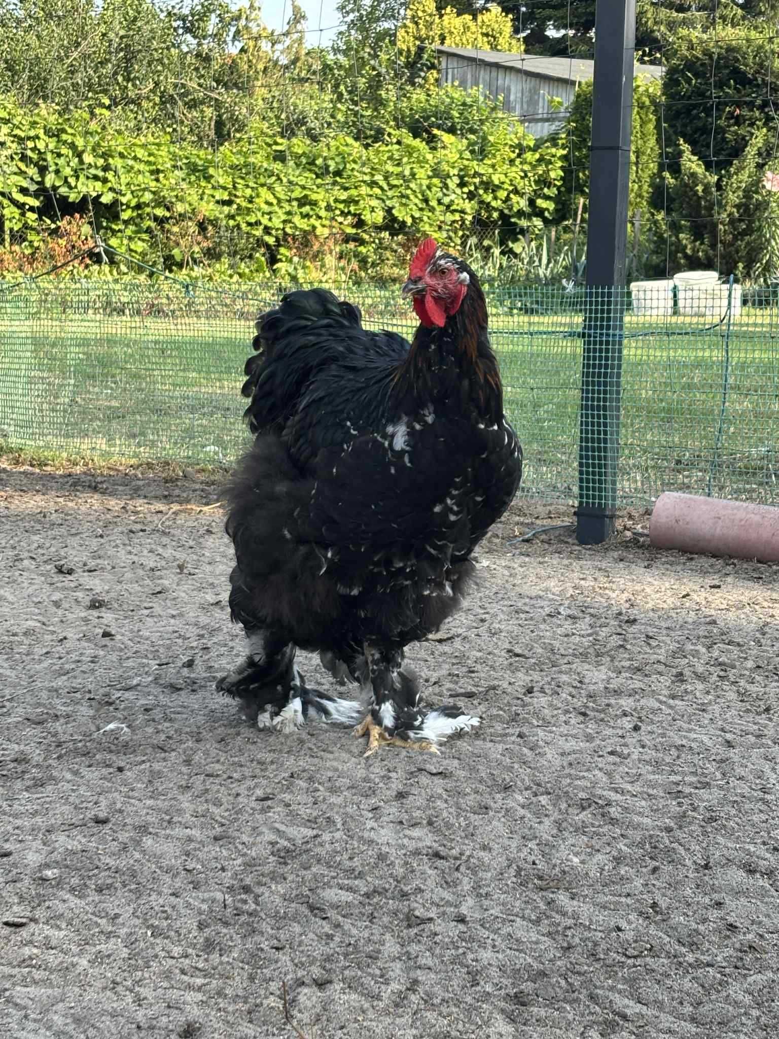 Sprzedam koguty kochina olbrzymiego