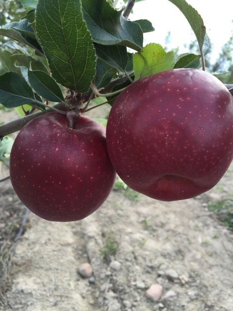 Jabłonie Bezparchowe Sprzedam