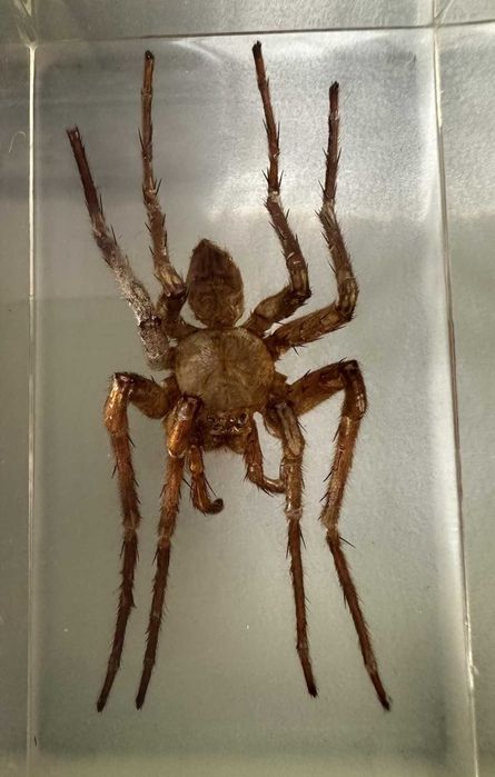 coleção bichos national geographic fasciculos animais vida selvagem