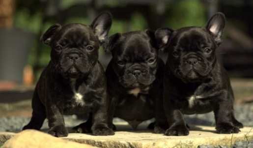 Buldog Francuski CZARNY