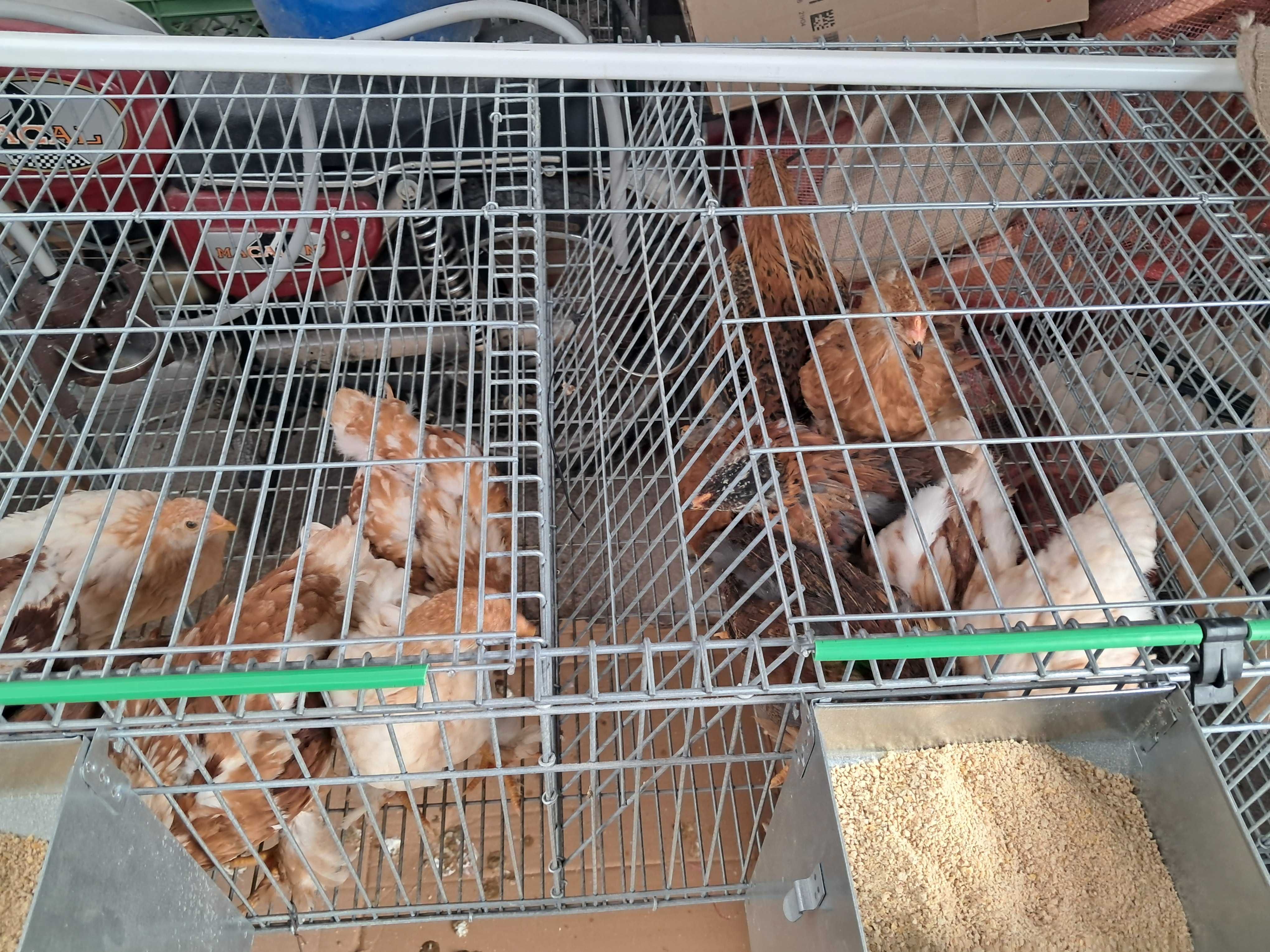 Pintos para venda