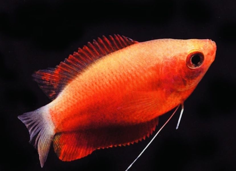 Gurami Super Red
