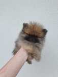 Szczenię Szpic miniaturowy Pomeranian