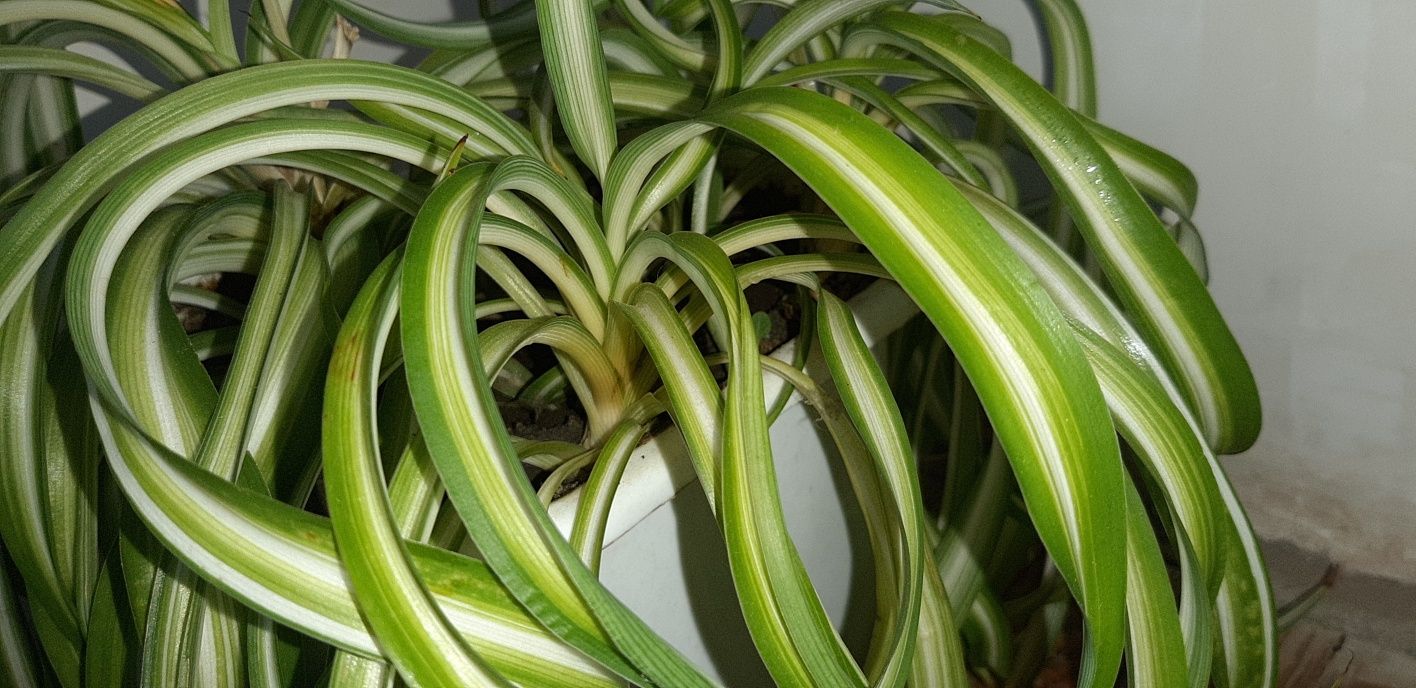 Хролофитум кудрявый взрослое растение