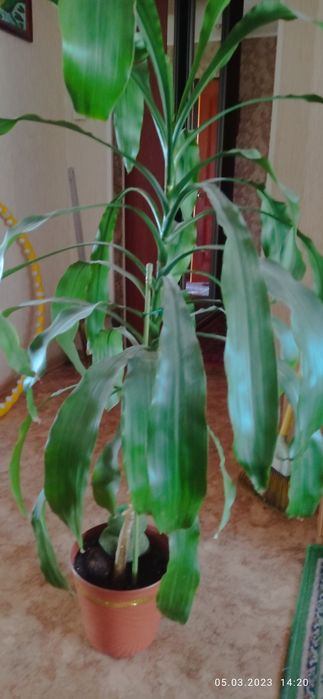 Комнатная пальма драцена