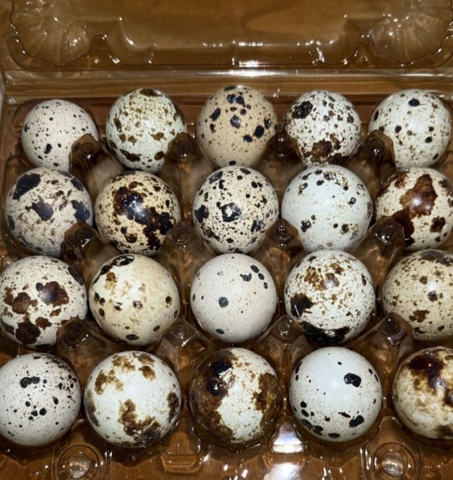 Яйця перепелині домашні