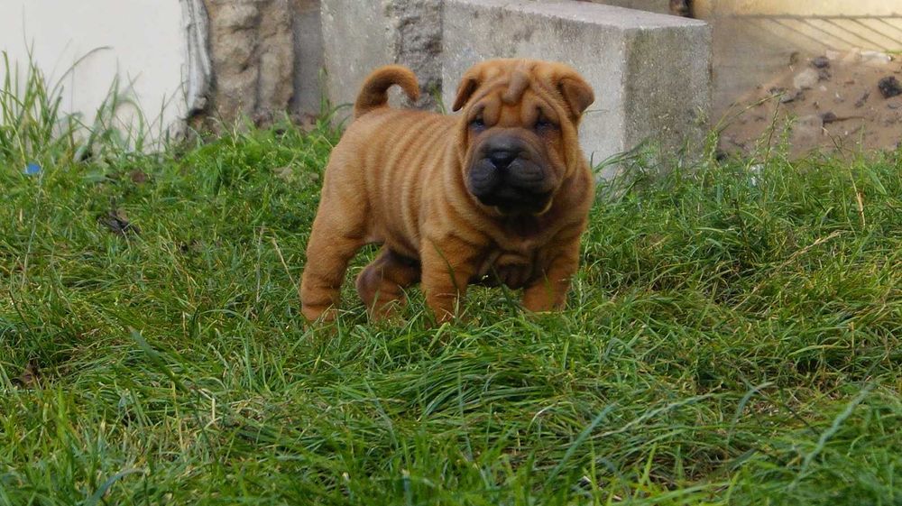 Eter rudy Shar Pei szczeniak z rodowodem, rodzice importowani FCI