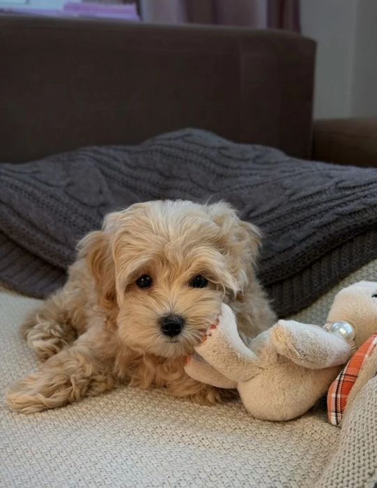 F1 maltipoo мальчики и девочки