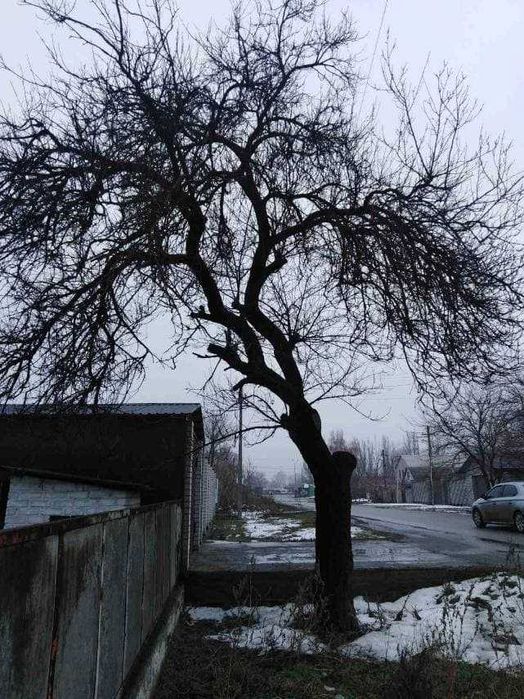 Обрезка Спил деревьев за Деньги Консервацию не предлагать