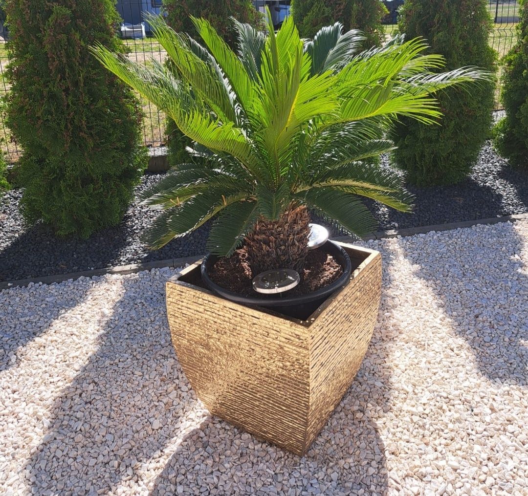 Trachycarpus Wagnerianus szorskowiec fortuniego palma 100cm