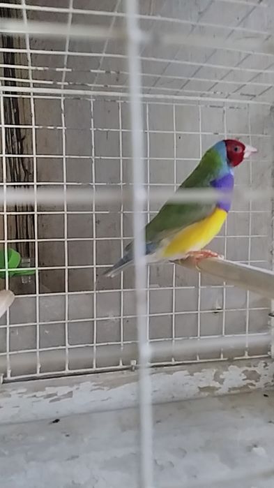 Amadyny  wspaniałe z 2024 r