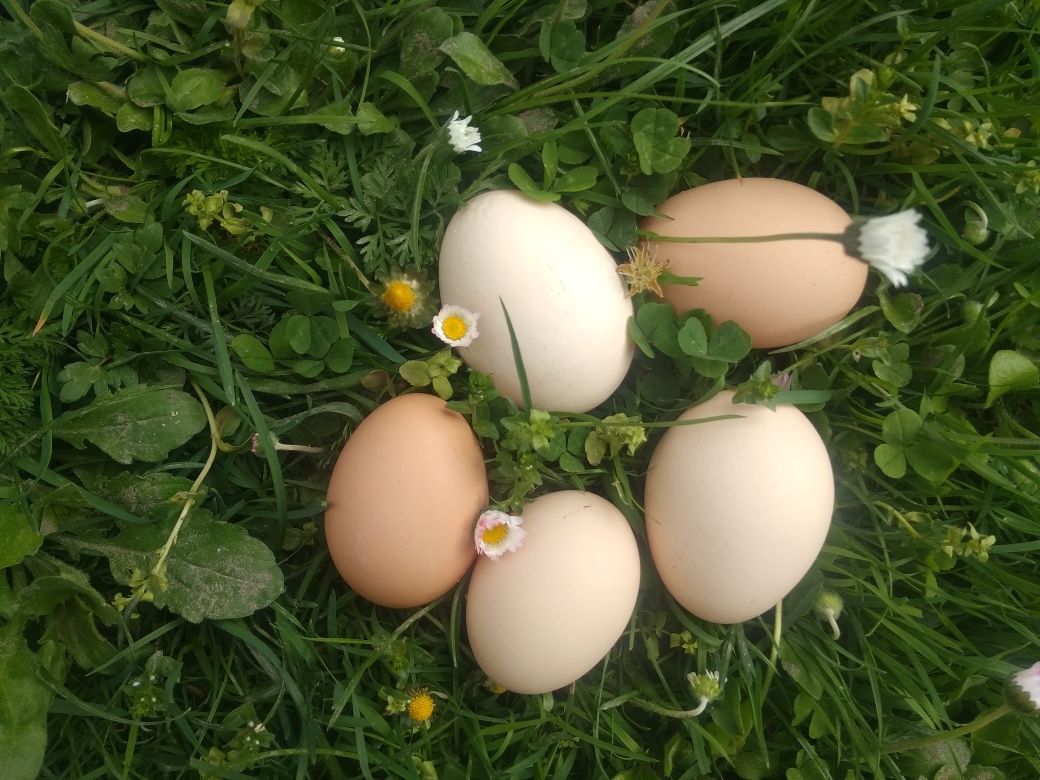 Mleko prosto od krowy tłuste,ser,jajka szaro-ziel